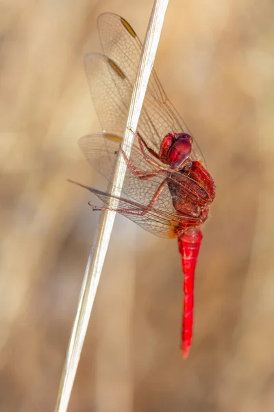 Libélula Vermelha Fotografada Seu Ambiente Natural — Fotografia de Stock