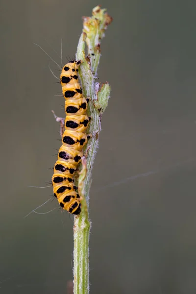 Tyria Jacobaeae Caterpillar Fotograferade Deras Naturliga Miljö — Stockfoto