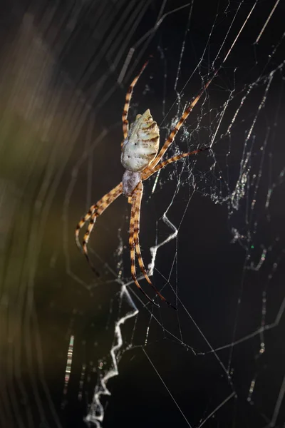 Araña Tela —  Fotos de Stock