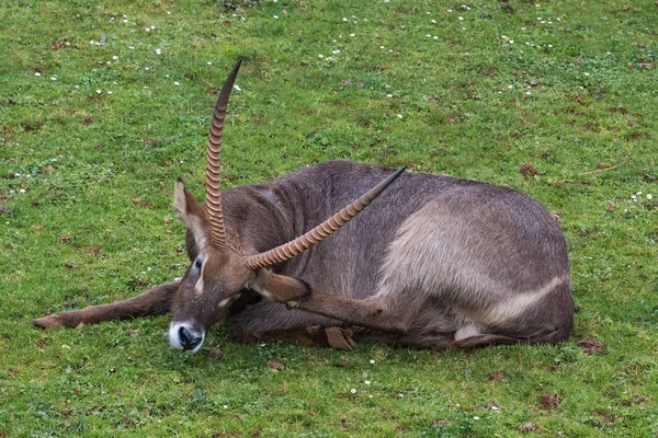 Vodní Buck Kobus Ellipsiprymnus Velká Antilopa Nalezena Široce Subsaharské Africe — Stock fotografie