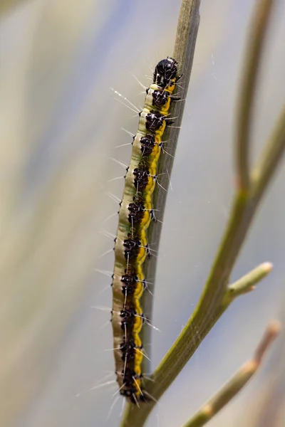 Pieris Brassicae Caterpillar Zijn Natuurlijke Omgeving — Stockfoto