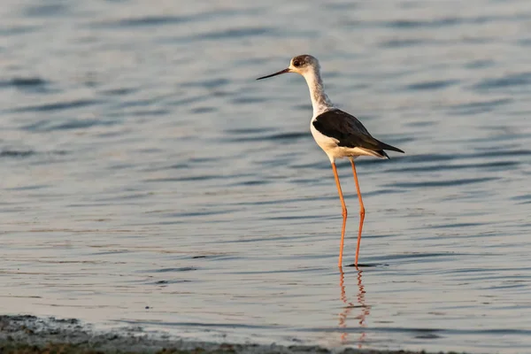 Den Svart Winged Stilt Gemensamma Stylta Eller Svartvit Stylta Himantopus — Stockfoto