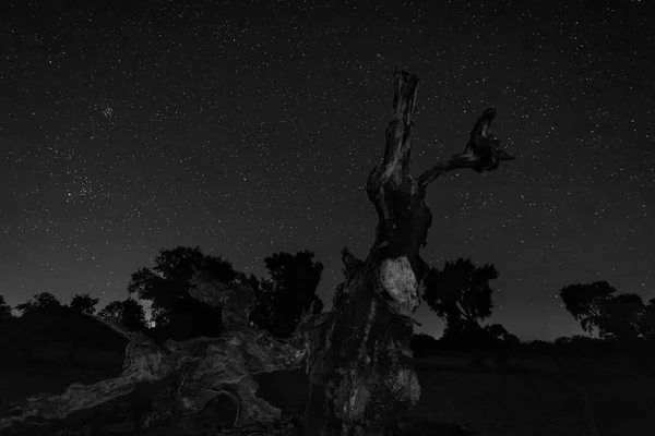 Ночной Пейзаж Упавшим Деревом Переднем Плане — стоковое фото
