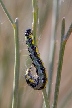 Pieris brassicae. Caterpillar kendi doğal ortamında.