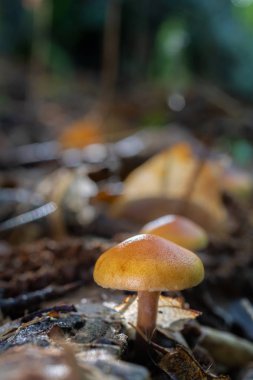 Kestane ormanındaki mantarlar.