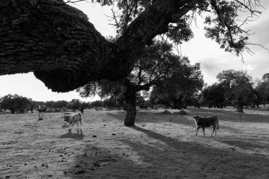 Sığır Arroyo de la Luz bir çayırda ile manzara. Extremadura. İspanya.