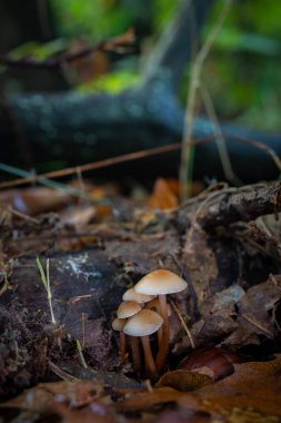 Kestane ormanındaki mantarlar.