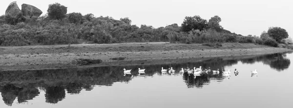 Landscape Ducks Natural Area Barruecos Extremadura Spain — Stock Photo, Image