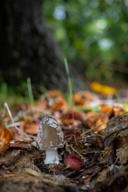 Coprinus picaceus. Bir kestane ormanda mantar.