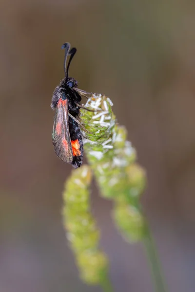 ステイン バーネット 自然の中の蛾の種 — ストック写真