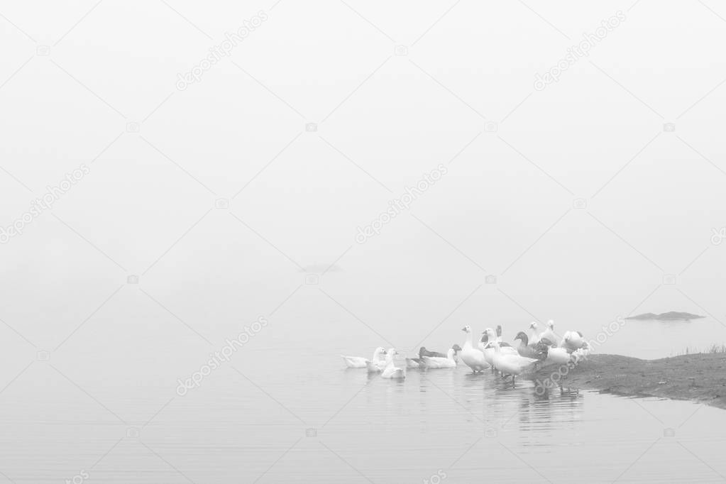 Landscape with fog and ducks in the natural park of the Barruecos. Extremadura Spain.