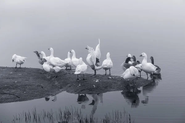 Landscape Fog Ducks Natural Park Barruecos Extremadura Spain — Stock Photo, Image