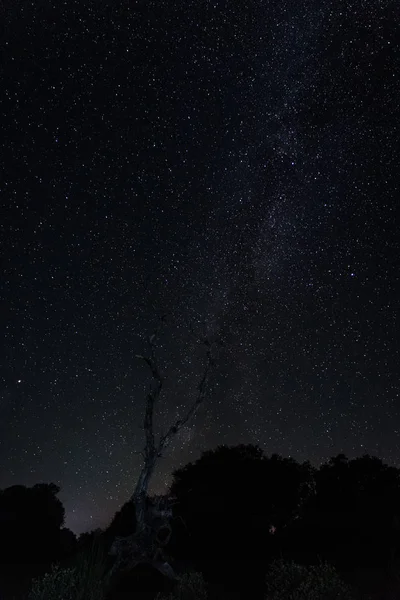 Nacht Landschap Met Omgevallen Boom — Stockfoto