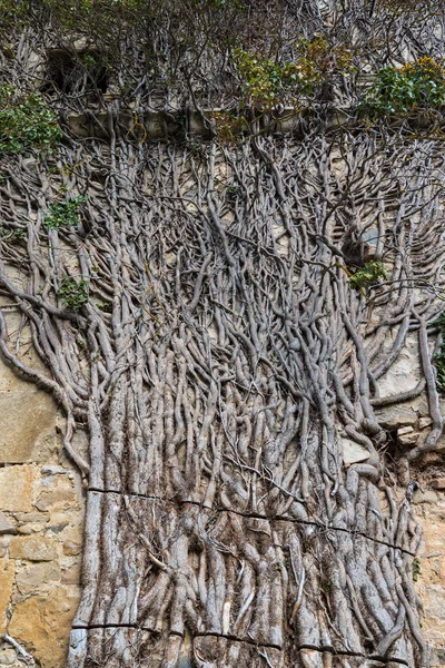 Растения Корни Древний Монастырь Санта Мария Риосеко Бургос Испания — стоковое фото