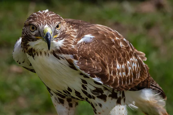 Buse Queue Rousse Buteo Jamaicensis — Photo