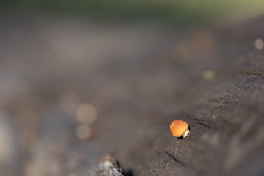 Çam ormanı içinde düşmüş ağaç ahşap üzerine küçük mantar.