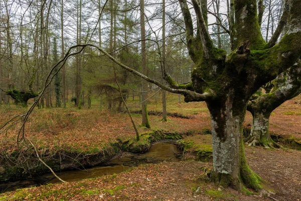 Forêt Hêtres Otzarreta Parc Naturel Gorbea Espagne — Photo