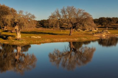 Arroyo de la Luz yakınındaki suda yansıyan ağaçlarla peyzaj. Extremadura. İspanya.