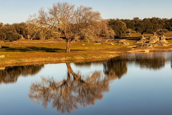 Paisaje Con Árboles Reflejados Agua Cerca Del Arroyo Luz Extremadura — Foto de Stock