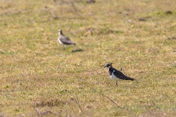 Lapwing Norte Vanellus Vanellus — Foto de Stock