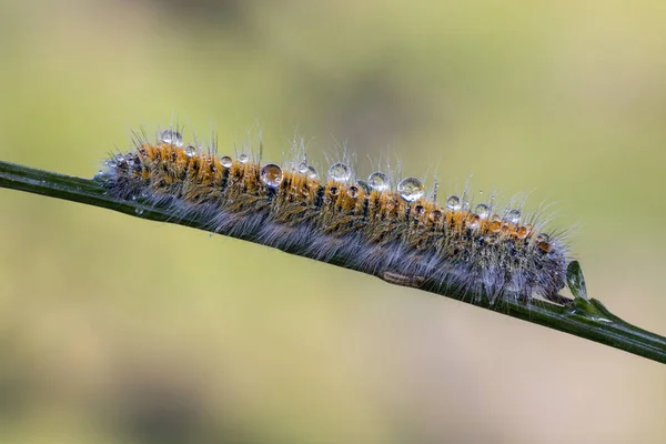 Caterpillar Vattendroppar Caterpillar Fotograferade Deras Naturliga Miljö — Stockfoto