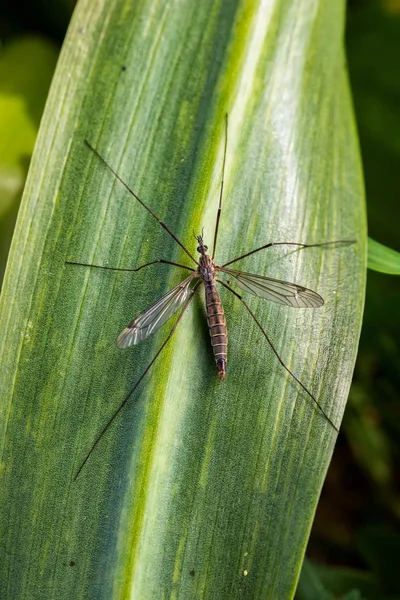 Peinlich Fliegenarten Ihrer Natürlichen Umgebung Fotografiert — Stockfoto