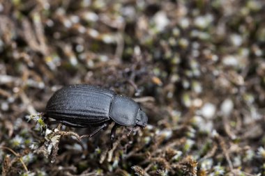 Böcek doğal ortamında.