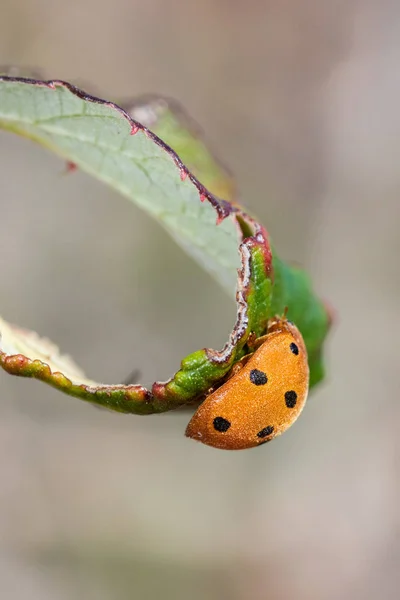 Adalia Decempunctata Scarabée Dans Son Environnement Naturel — Photo