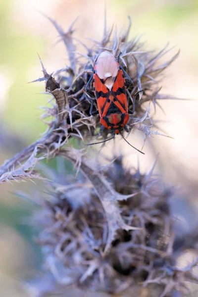 Lygaeus saxatilis — Stock Photo, Image