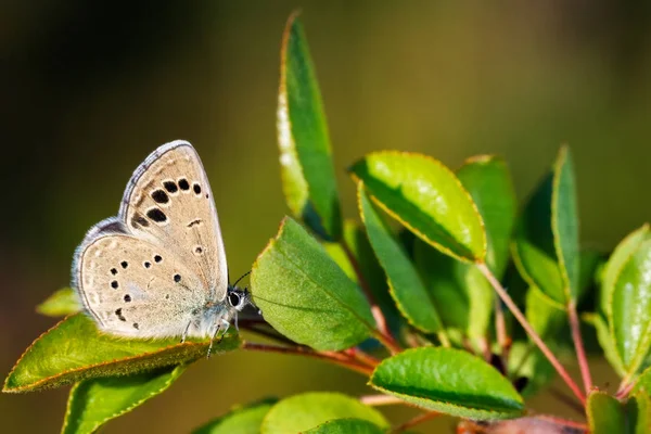 Motyl — Zdjęcie stockowe