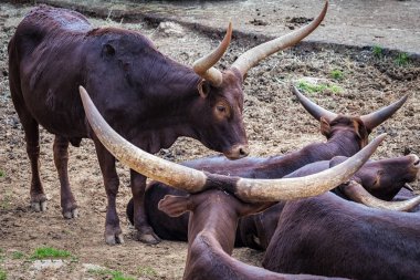 Watusi