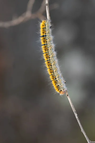 Caterpillar — Stock Photo, Image