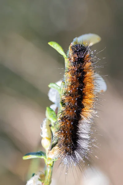 Caterpillar — Stock Photo, Image