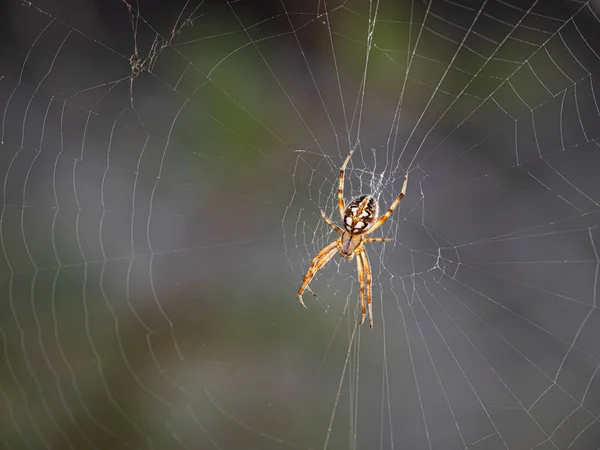 Aranha — Fotografia de Stock