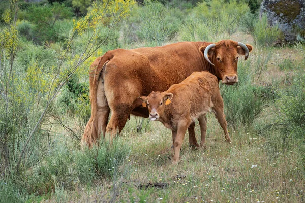 Kuh und Kalb — Stockfoto