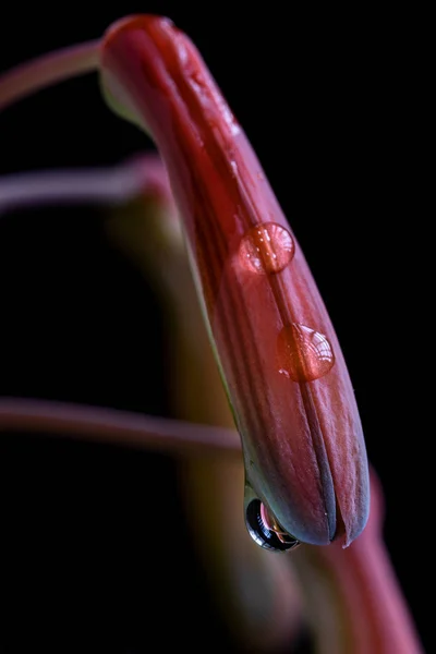 Gotas de água — Fotografia de Stock