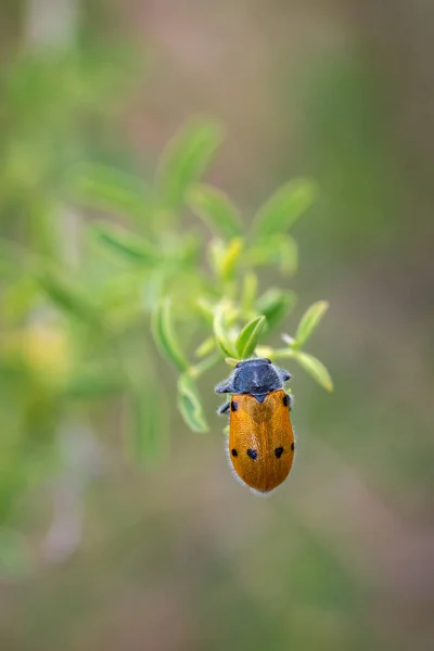 Lachnaia sexpunctata — Fotografia de Stock