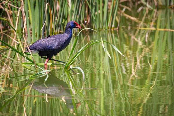 Western swamphen — Stock Photo, Image