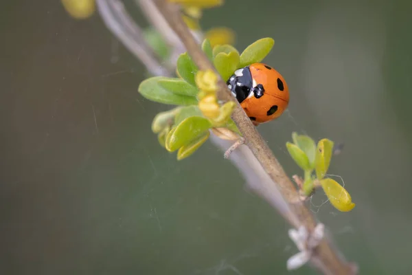 Ladybug — Stock Photo, Image