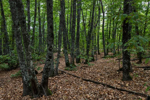 Kaštanové Les — Stock fotografie