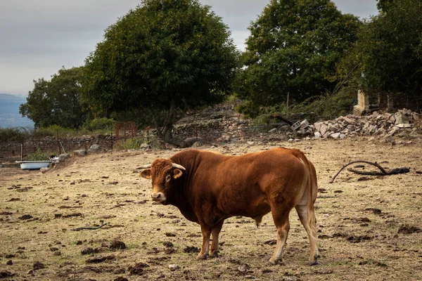 Toro — Foto de Stock