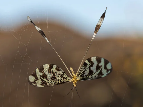 Nemoptera Bipennis Catturato Una Ragnatela — Foto Stock