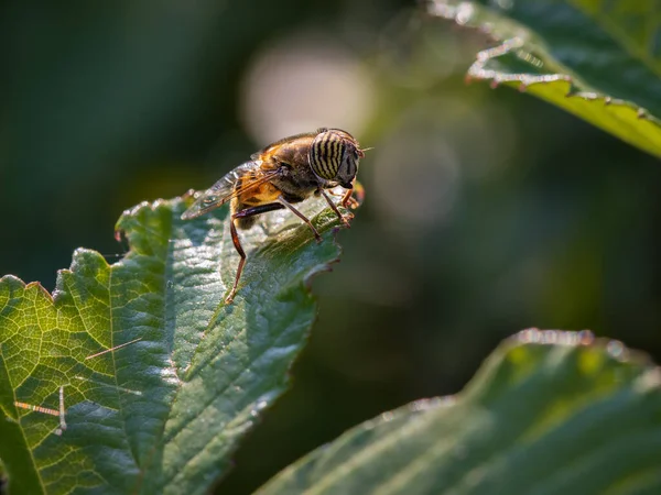 Eristalinus Taeniops Syrphidae Familyasından Sinekler — Stok fotoğraf