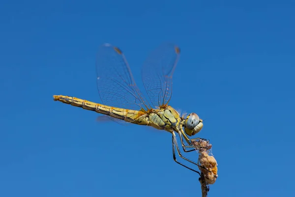 Libélula Amarela Seu Ambiente Natural — Fotografia de Stock