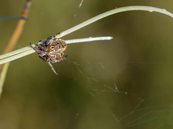 Spin Zijn Natuurlijke Omgeving — Stockfoto