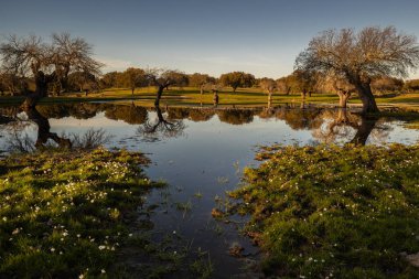 Arroyo de la Luz yakınlarındaki bir gölde gün batımı manzarası. Extremadura. İspanya.
