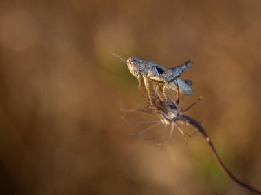 Çekirge doğal ortamında. Makro fotoğrafçılık.