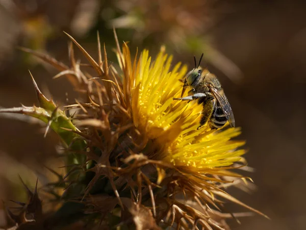 Abeille Coucou Dans Son Environnement Naturel — Photo