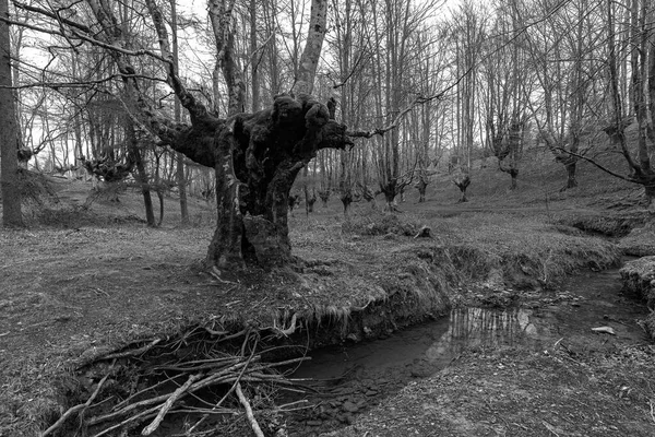 Otzarreta Beech Ormanı Gorbea Doğal Parkı Spanya — Stok fotoğraf