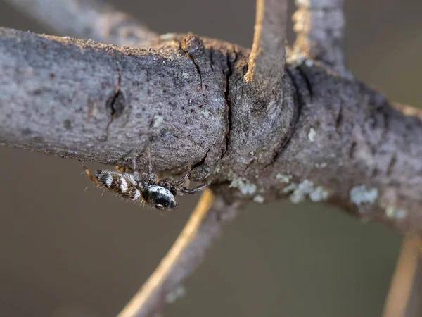 自然環境の中でクモ マクロ写真 — ストック写真